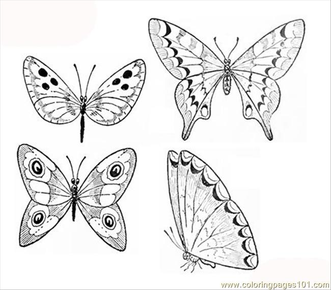 650x570 Images Of Butterflies Coloing Pages Coloring Pages Butterflies