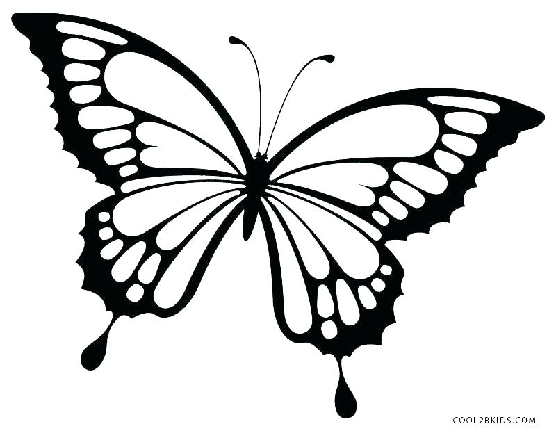 800x620 Coloring Page Of Butterfly Coloring Pages Of Butterflies To Print