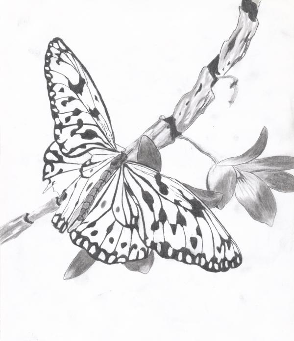 600x696 Butterfly Canvas Print Canvas Art By Josh Bennett Butterfly