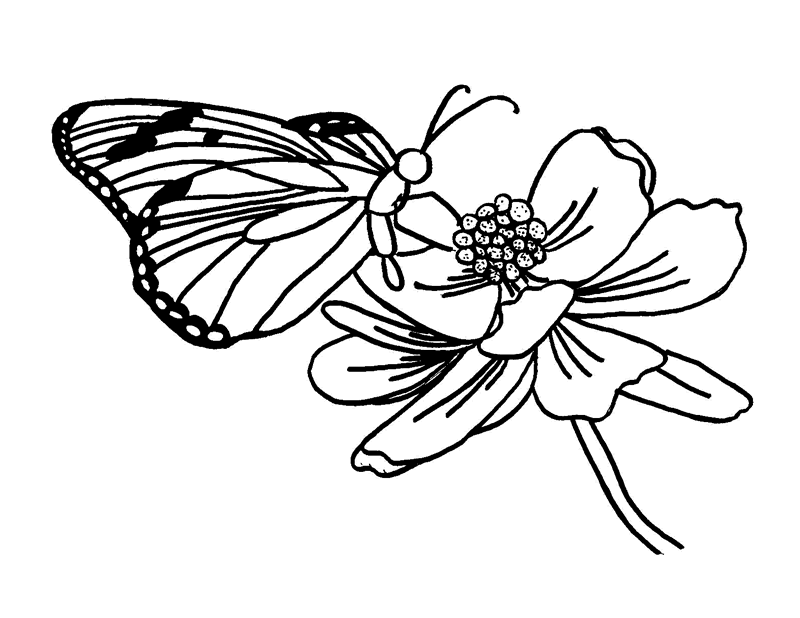 800x618 Free Butterfly Coloring Pages Butterfly Visiting Flower