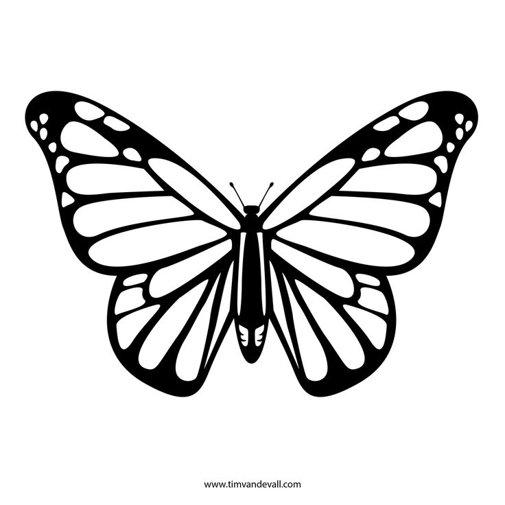 736x736 Butterfly Drawings Black And White Collection