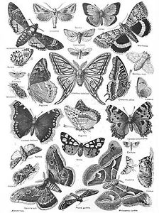 224x300 Art Print Scientific Drawing Butterfly Moth Black White Drawing