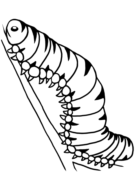 Butterfly Monarch Cocoon Clipart Chrysalis Metamorphosis Drawing ...