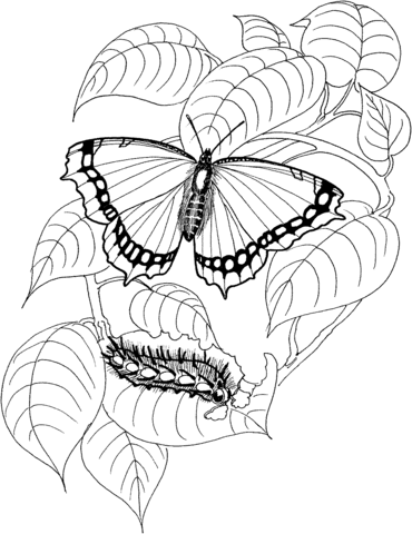 370x480 Caterpillar And Butterfly 4 Coloring Page Free Printable