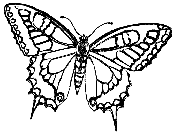 700x534 Printable Geometric Butterflies Coloring Pages Back To Butterfly