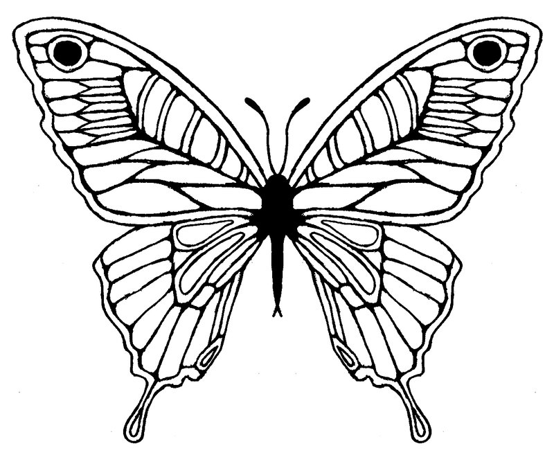 800x660 Butterfly Sketch Tattoo Design