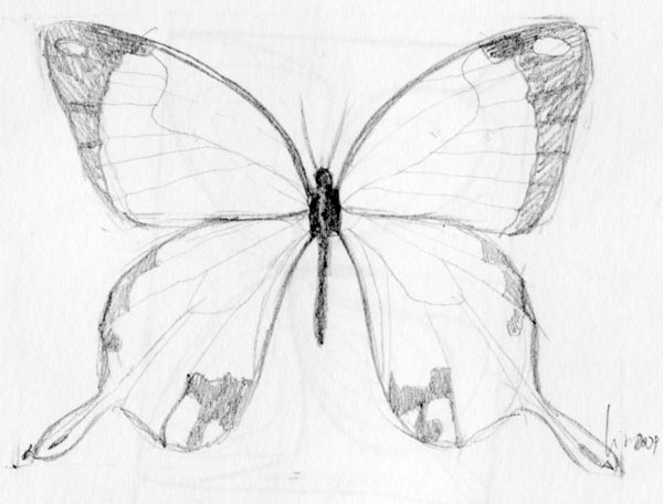 600x456 Butterfly Drawing