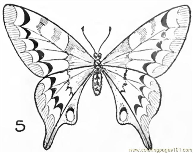650x516 Drawing Butterflies Finished Coloring Page
