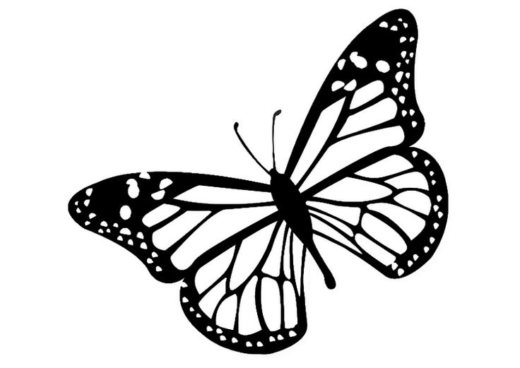 736x521 Monarch Butterfly Drawing Black And White