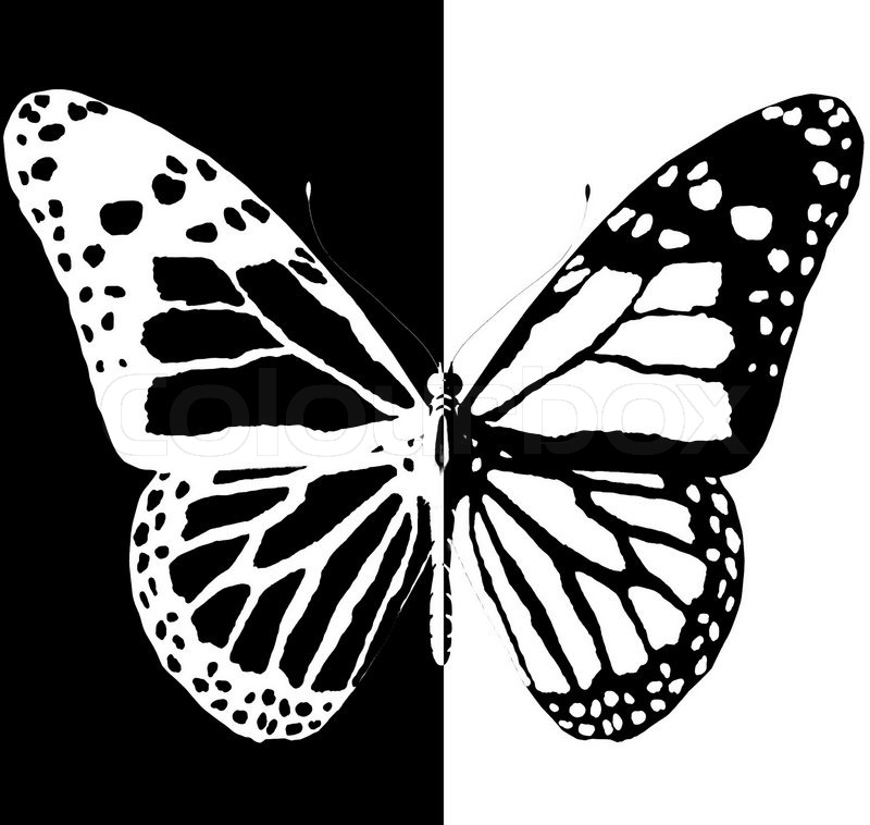 800x758 Silhouette Of Butterfly On A Black And White Background Stock