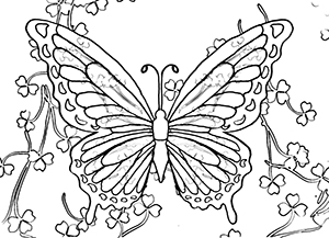 300x217 Coloring Page Butterfly Drawings Coloring Pages Download