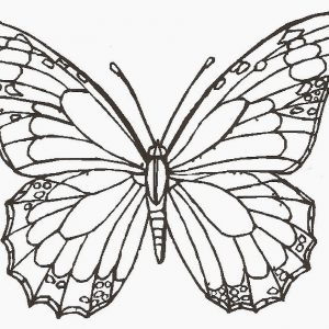 300x300 Draw Color Butterfly 92 On Download Coloring Pages With Color