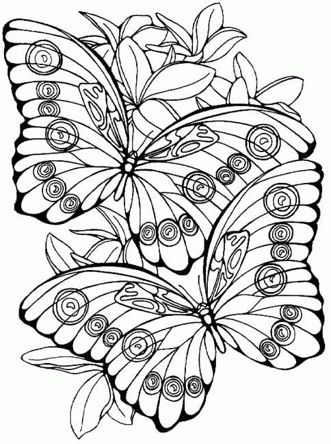 484x648 Kids N 56 Coloring Pages Of Butterflies