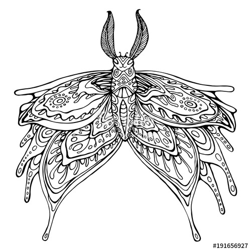 500x500 Butterfly Coloring Page For Children Adults. Stock Image