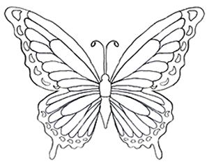 300x236 Best Ideas About Butterfly Drawing Images