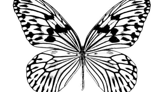 570x320 Drawings Of Butterflies 18 Butterfly Drawings Art Ideas Design