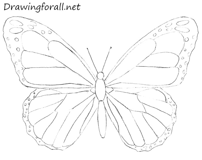 700x556 Beautiful Butterfly Drawing Ideas For Kids