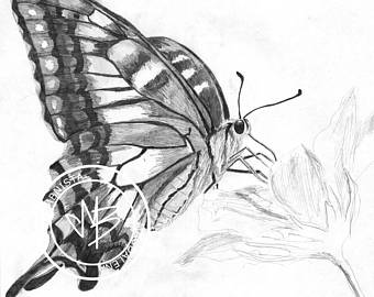340x270 Butterfly Drawing Etsy