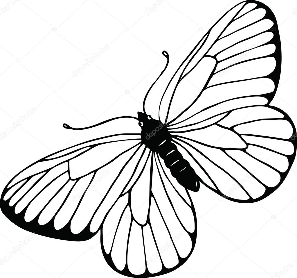 1023x956 Drawing Of A Pretty Butterfly Stock Vector Prawny