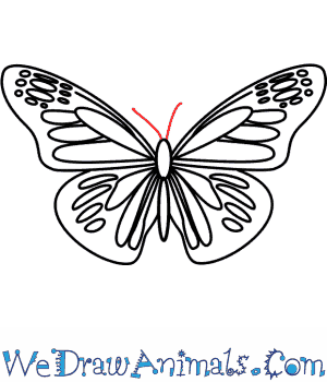 300x350 How To Draw A Butterfly