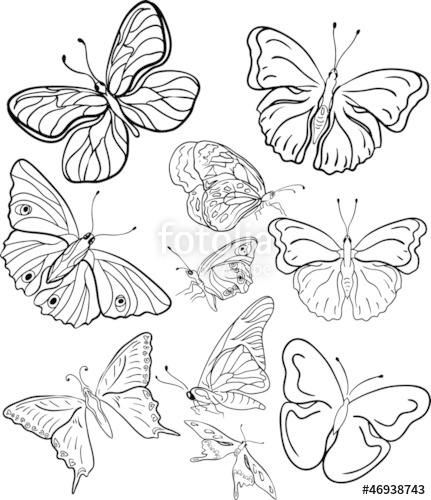 431x500 Outline Butterfly Silhouettes Stock Image And Royalty Free Vector