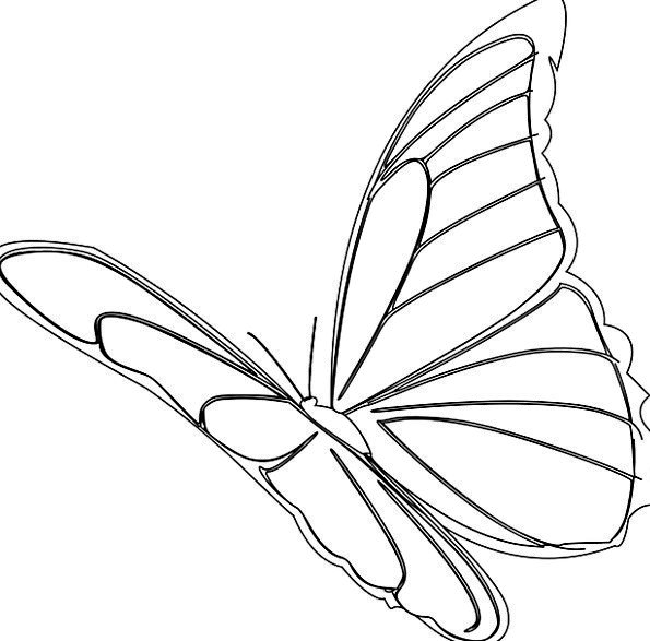 Butterfly Drawing Outline at GetDrawings | Free download