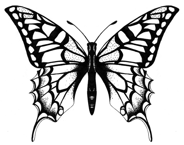 600x474 Butterfly Line Drawing Picture