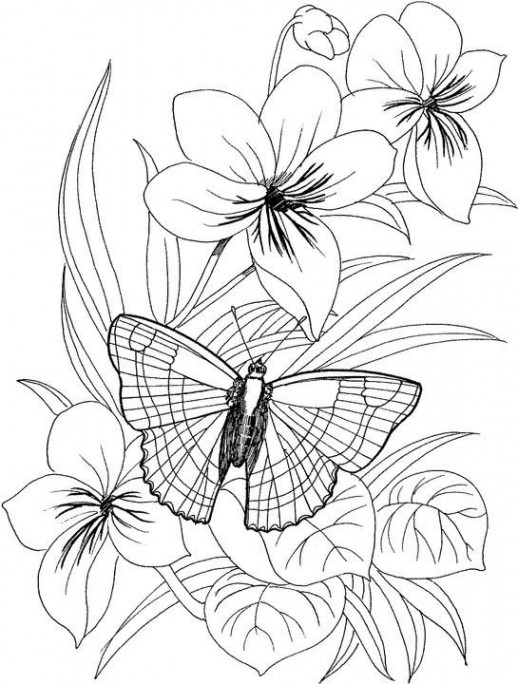 518x684 Drawn Butterfly Flower Drawing