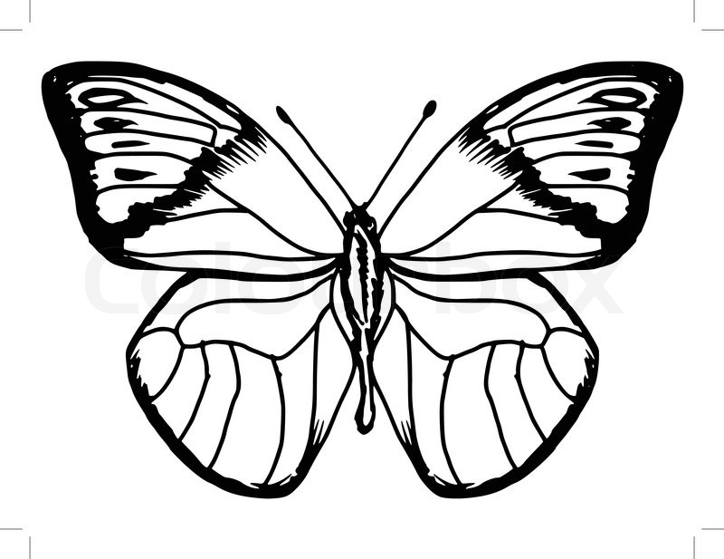 800x617 Hand Drawn, Sketch Illustration Of Butterfly Stock Vector