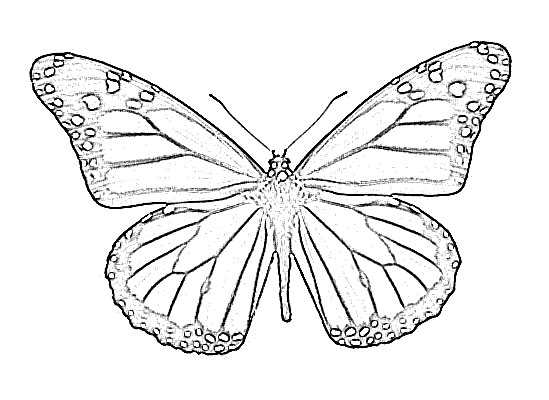 549x400 Butterfly Animal Sketch