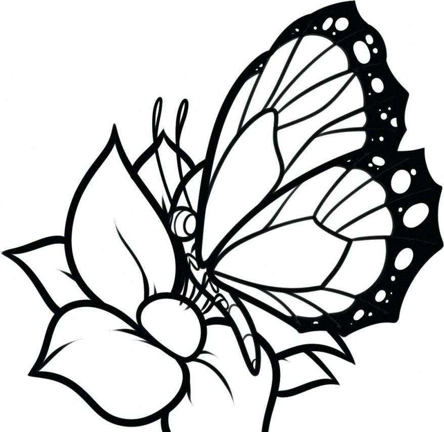 878x854 Full Size Of Printable Butterfly Coloring Pages Outline Drawing