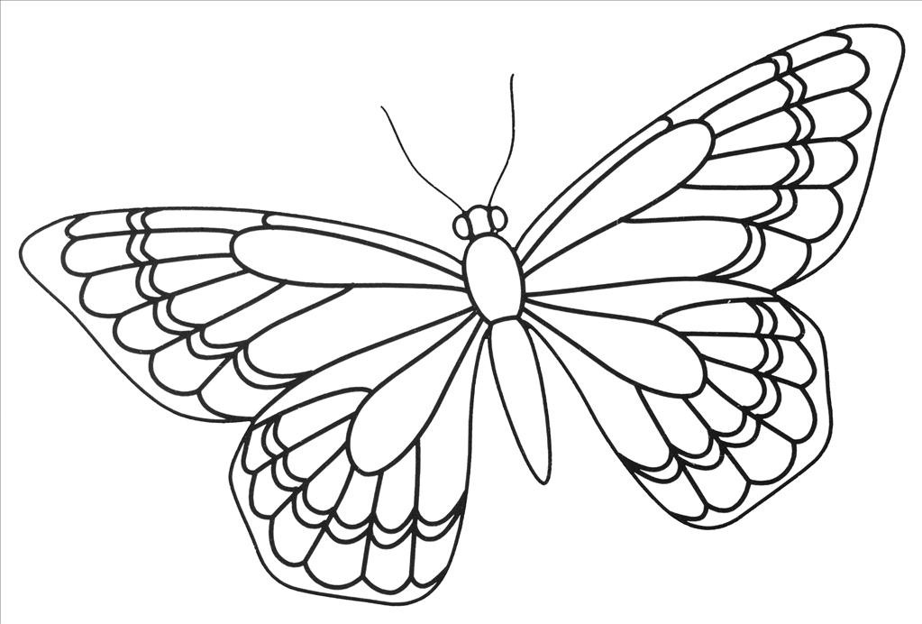 Blank Butterfly Coloring Pages Sketch Coloring Page