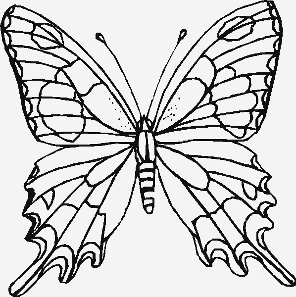 598x600 Butterfly Coloring Pages 191 Cakes Amp Pies Cake
