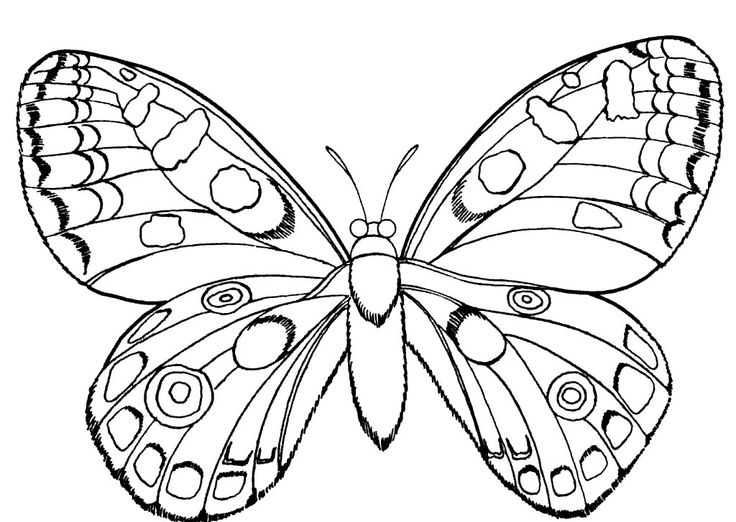 Butterfly Drawing To Print