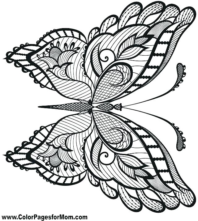 640x715 Detailed Butterfly Coloring Pages Large Selection Of Free