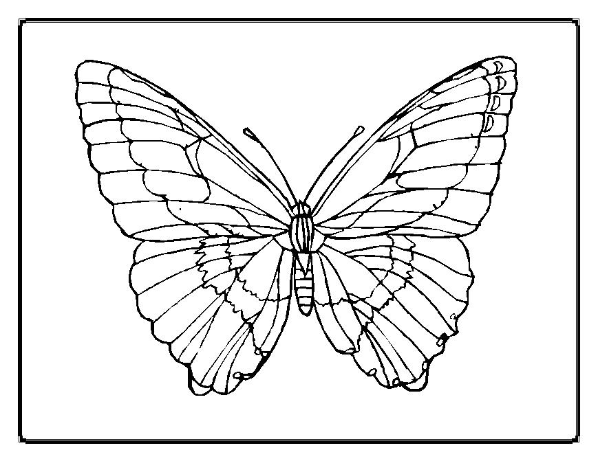 869x671 Butterfly Coloring Pages Coloring Page For Kids Kids Coloring