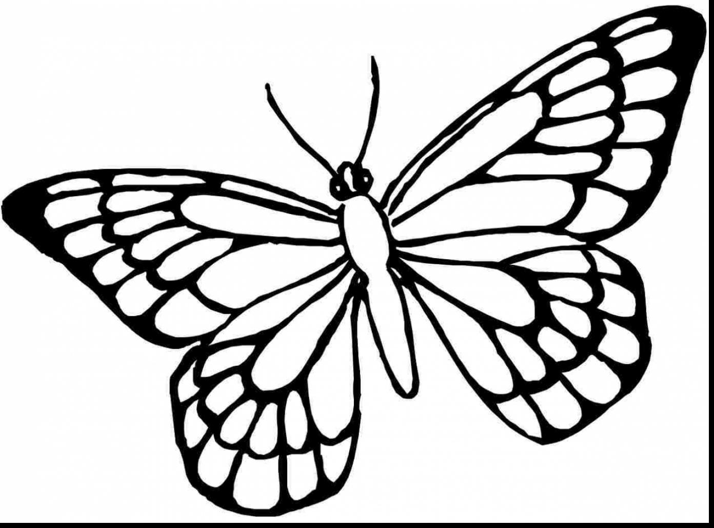 1392x1031 Coloring Page Butterfly Free Easy For Preschool Pages Printable