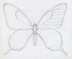236x193 How To Draw Butterflies Step By Step. Found This While Looking