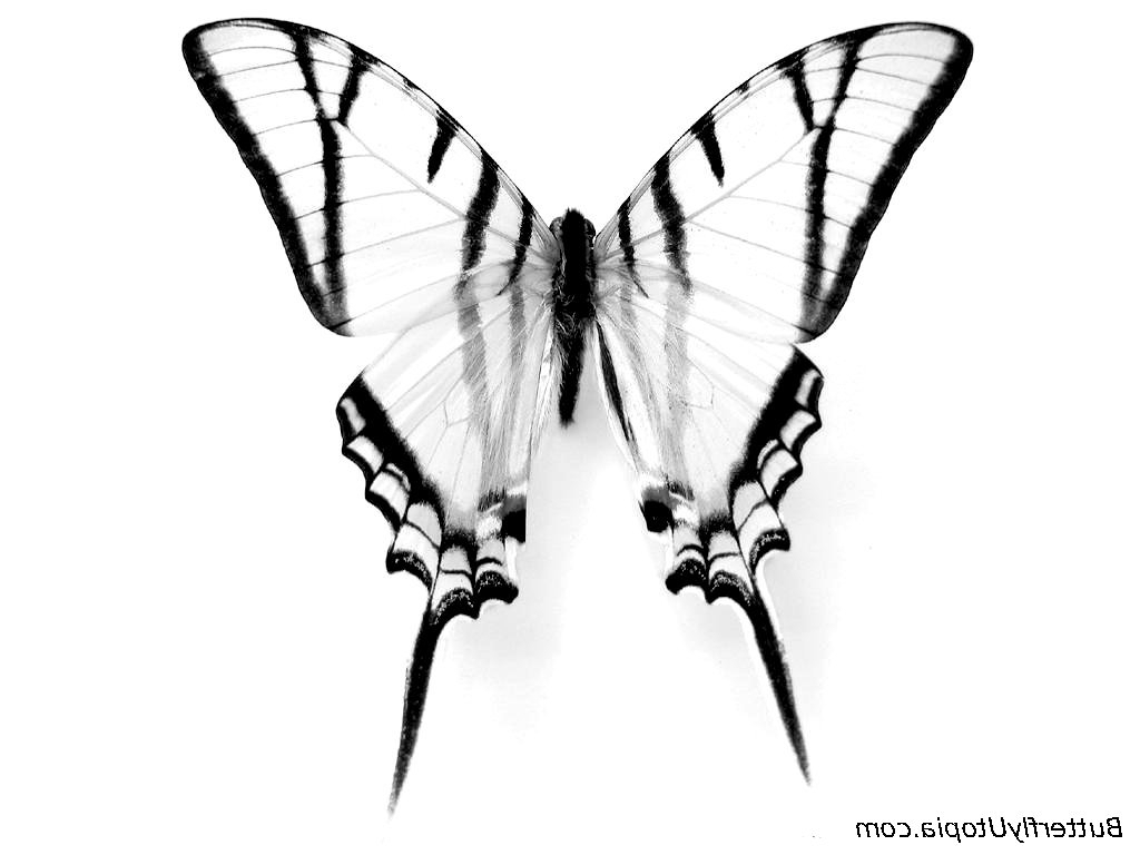 1024x768 Butterfly Easy Drawing Pencil Drawings Of A Butterfly Pencil
