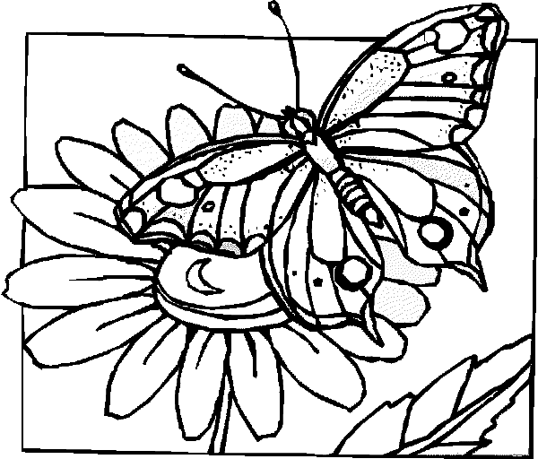 600x512 Butterfly And Flower Coloring Pages