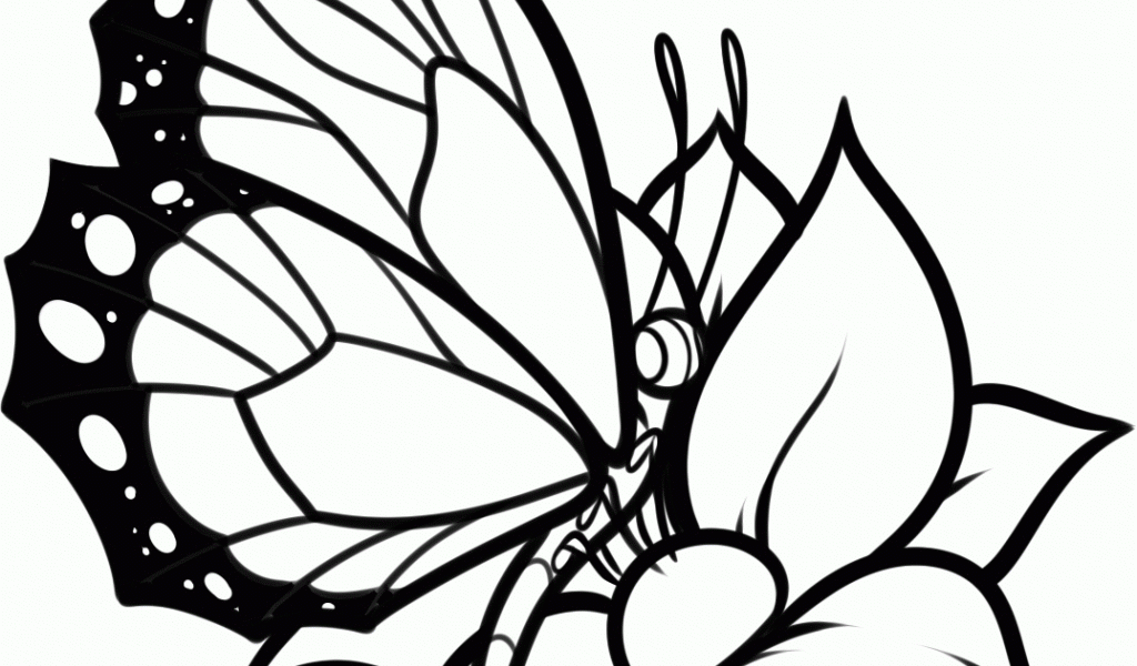 1024x600 Butterfly Flower Drawing Butterfly Flower Drawing