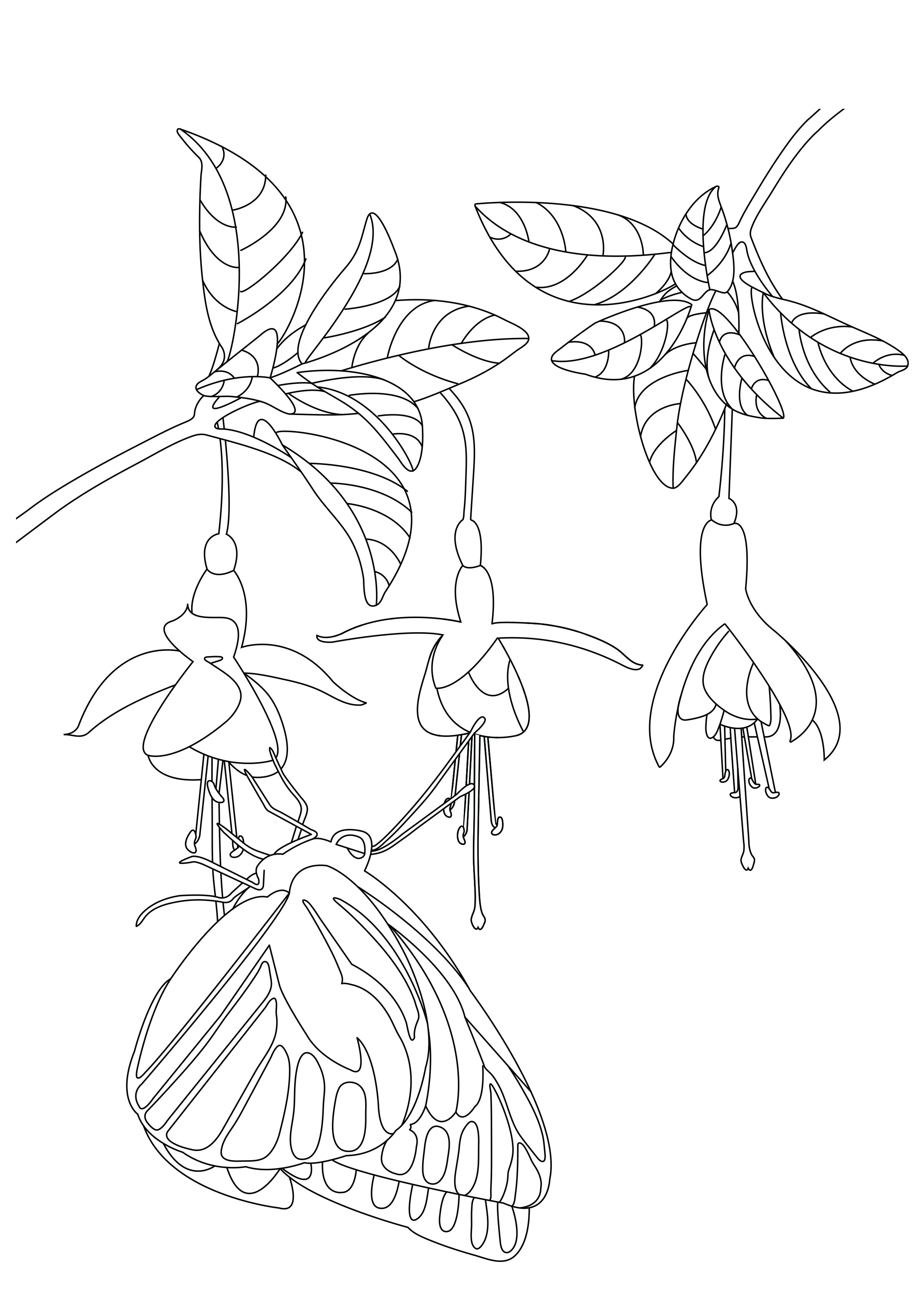 2480x3508 Butterfly Under Flowers Butterflies Amp Insects