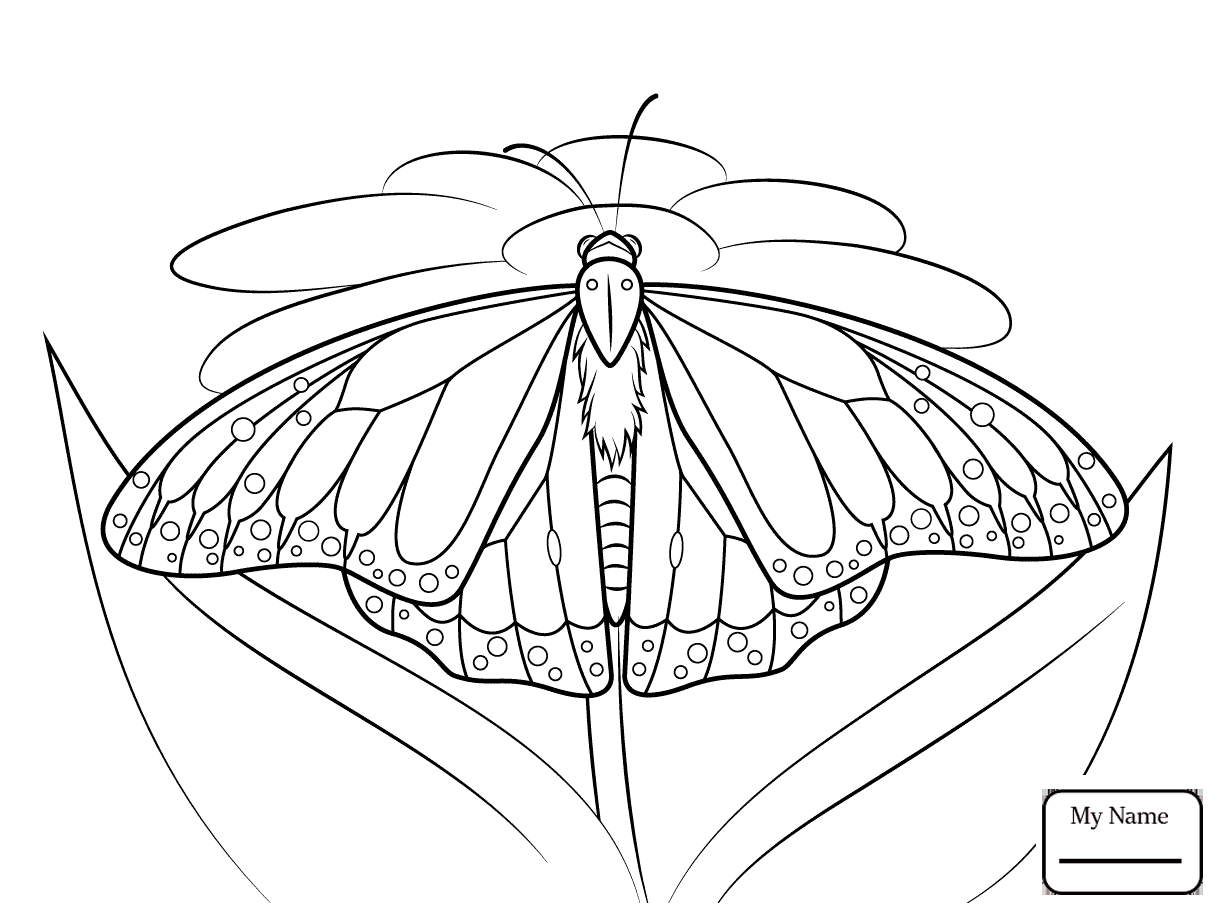1223x912 Butterfly Flies On A Flower Insects Butterfly Coloring Pages
