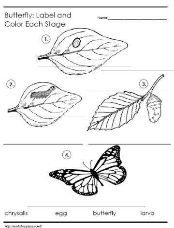 360x470 Butterfly Life Cycle