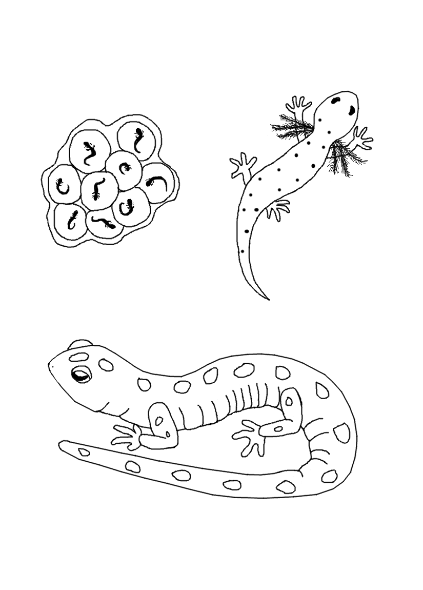 825x1150 Free Life Cycle Coloring Pages Stuwahacreations
