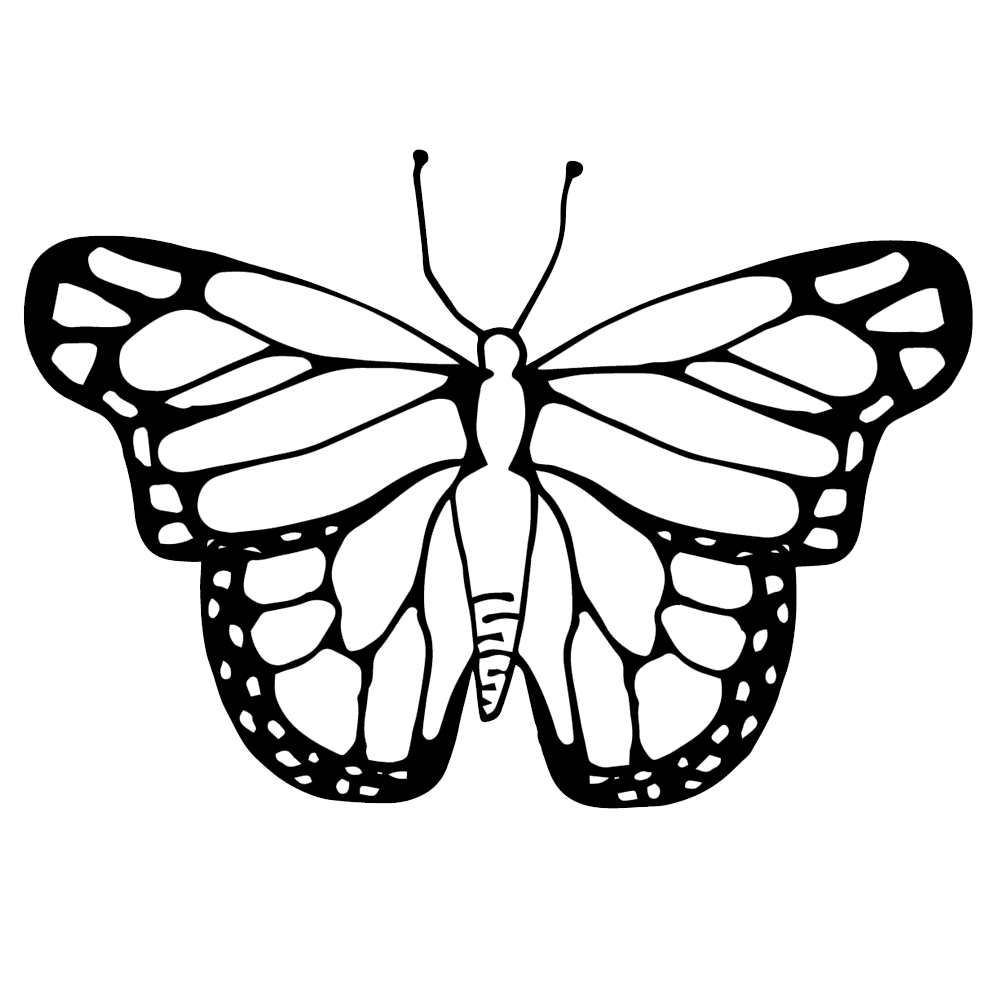 1000x1000 Life Cycle Of A Butterfly Clipart Insect Butterfly