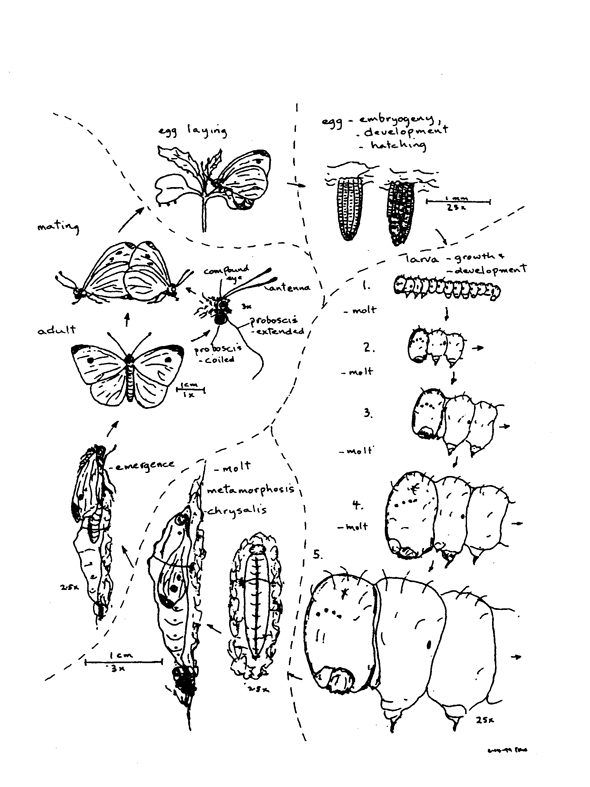 590x787 Butterflies Life Cycle Animal Planet Pictures