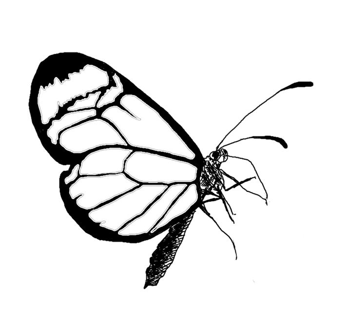 720x688 Butterfly On Flower Line Drawing