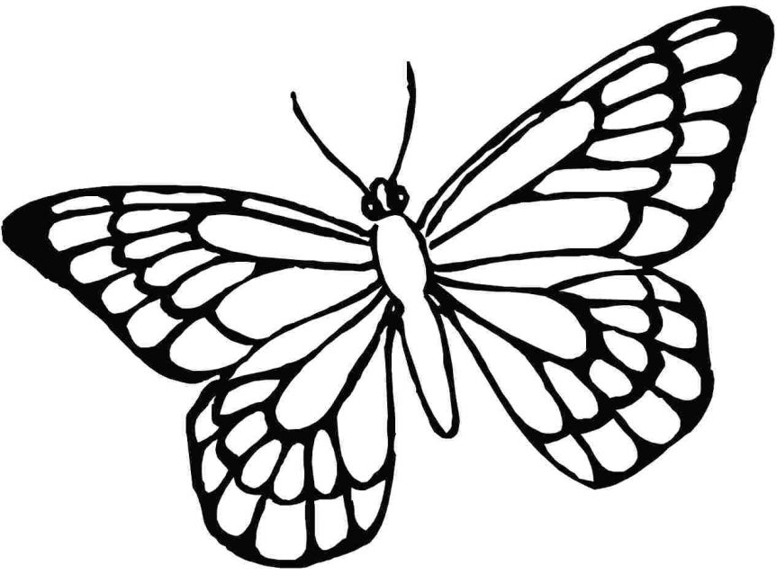 Butterfly Line Drawing at GetDrawings | Free download