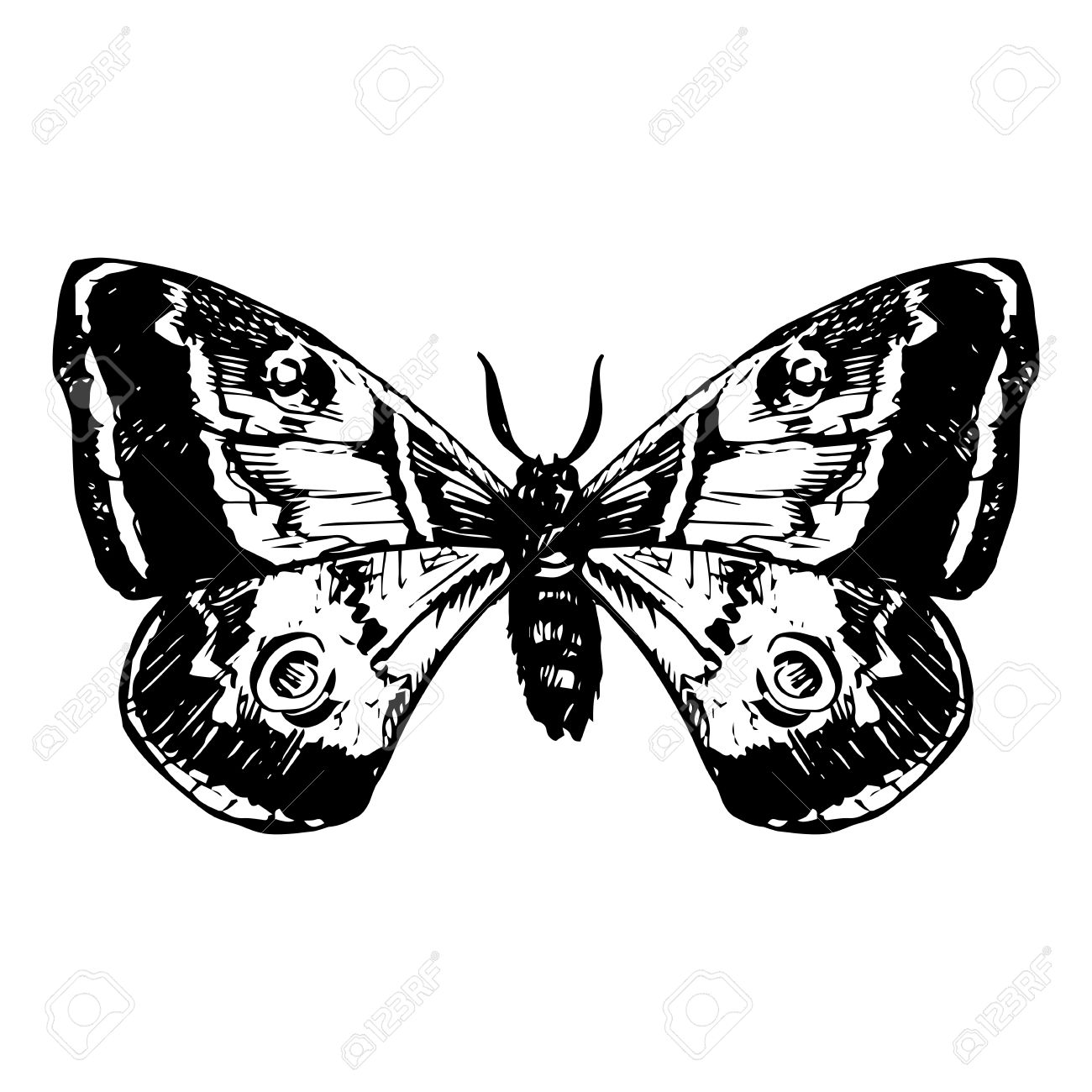 1300x1300 Hand Drawn Butterfly, Line Drawing Vector Element Royalty Free